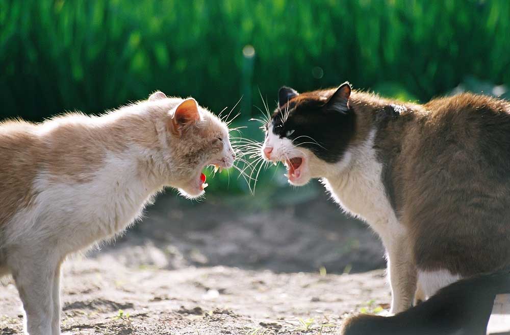 Cat Fights