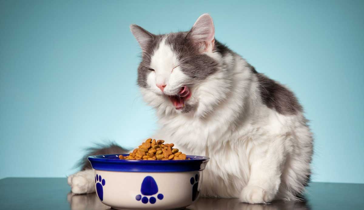 Feed food Cat Kitten
