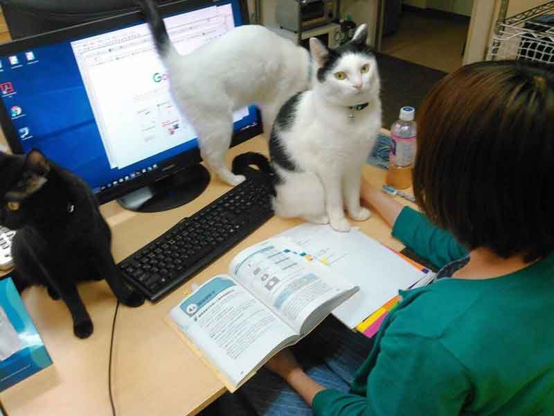 Japanese Company Pays Employees Cat Rescue Ferray Corporation