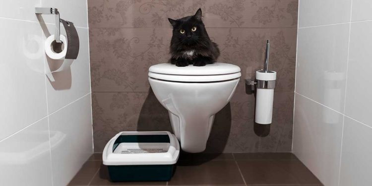 Toilet train a cat
