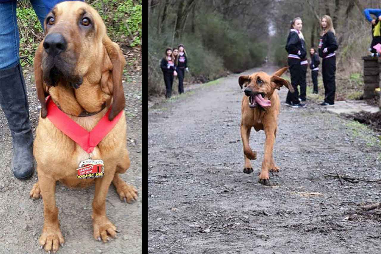 Ludivine Dog Runs marathon