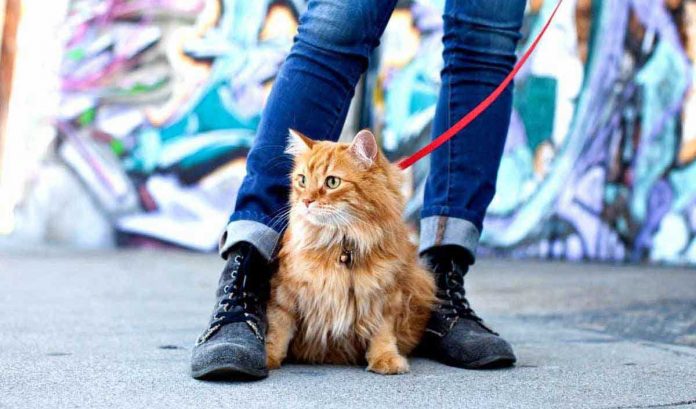 The Benefits of Walking For A Domestic Cat