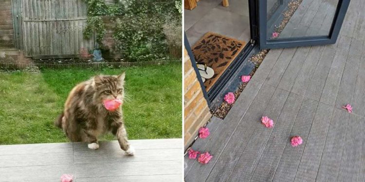 cat Willow brings flowers neighbors