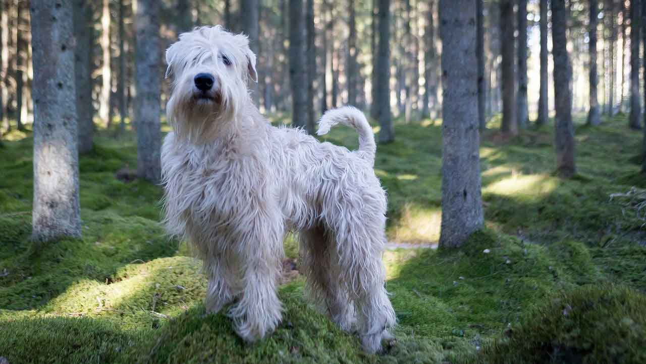 Soft-coated Wheaten Terrier | Information & Dog Breed ...