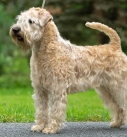 Soft-coated Wheaten Terrier