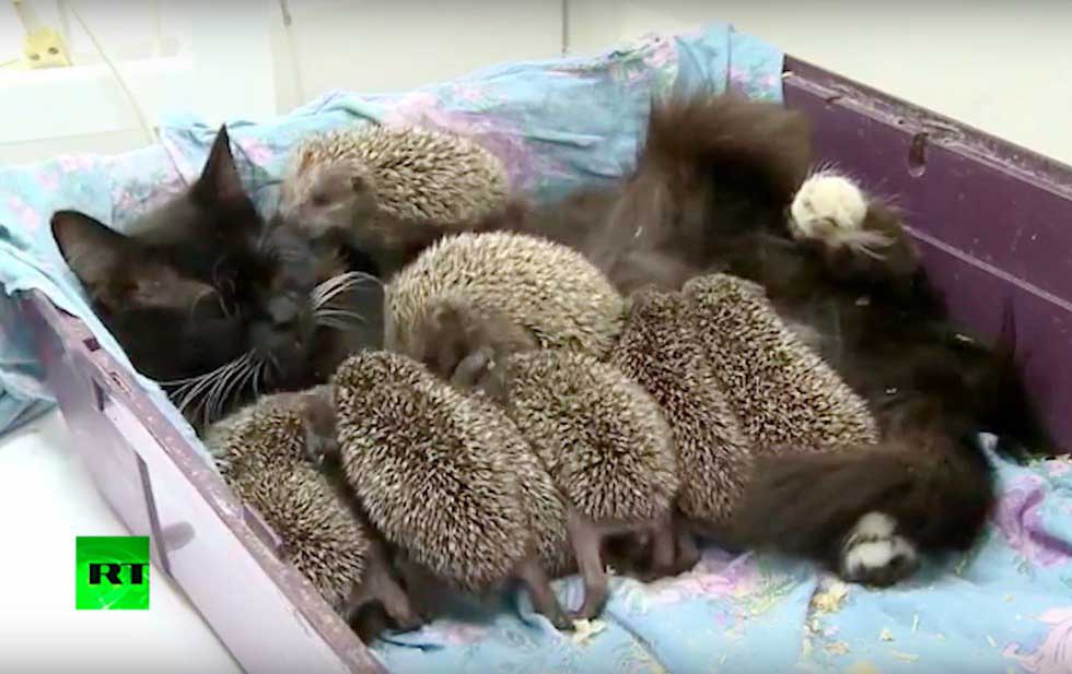 cat adopts orphaned hedgehog babies