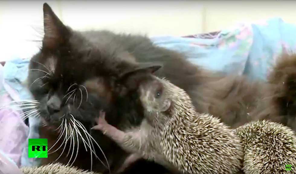 cat adopts orphaned hedgehog babies