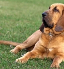 Bloodhound - St. Hubert dog