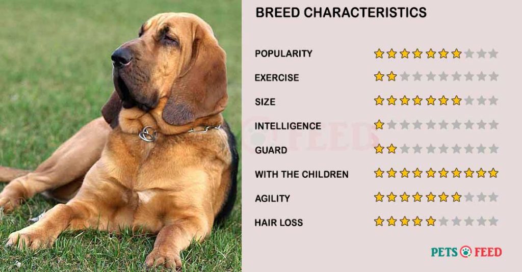 Dog-characteristics-Bloodhound