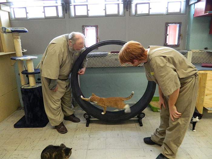 Prison Indiana Accepts Shelter Cats