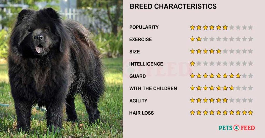 Dog-characteristics-Chow-Chow