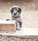 Bergamasco Shepherd puppy