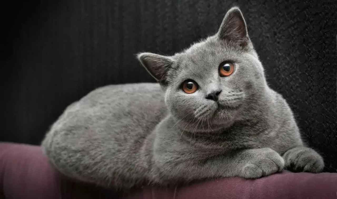British Shorthair Information & Cat Breed Facts Pets Feed