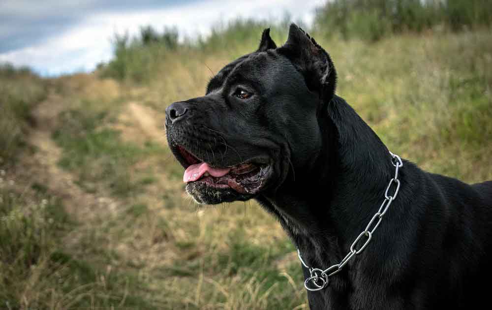 Cane Corso Information & Dog Breed Facts Pets Feed