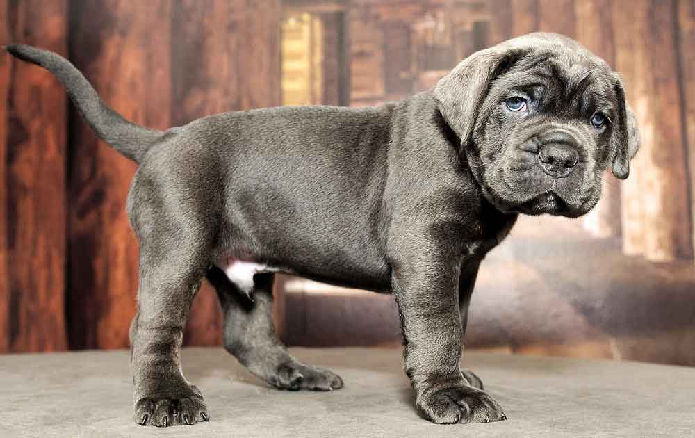 Cane Corso Information & Dog Breed Facts Pets Feed