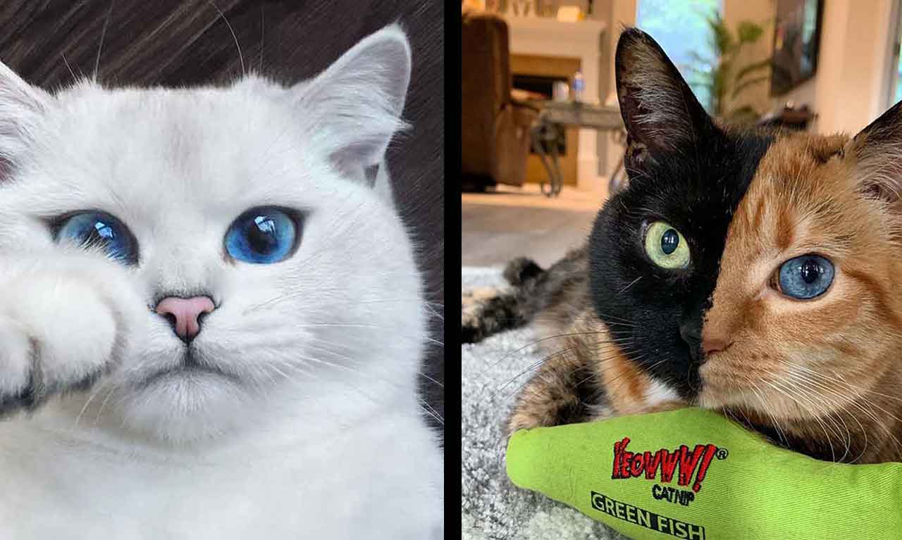 Stunning Cats With The Most Beautiful Eyes