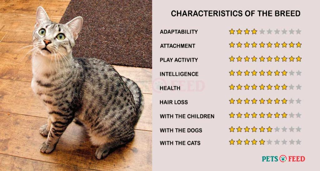 Cats-characteristics-Egyptian-Mau