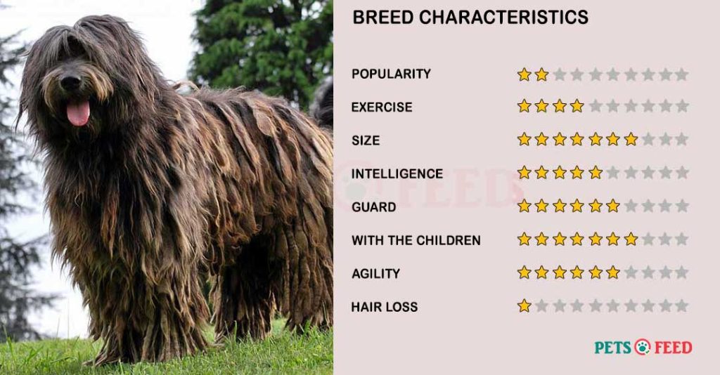 Dog-characteristics-Bergamasco-Shepherd