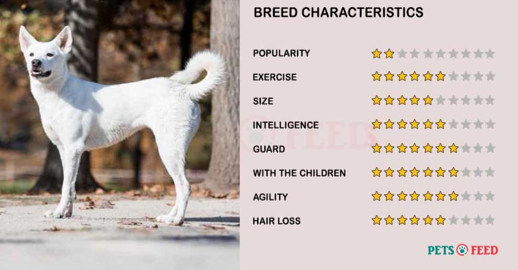 Dog-characteristics-Canaan-Dog