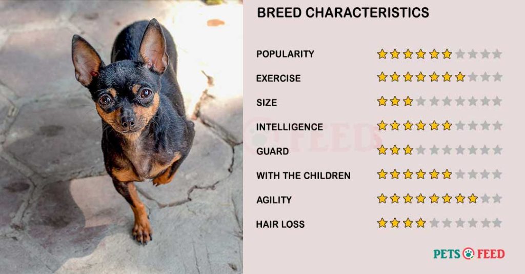 Dog-characteristics-English-Toy-Terrier-(Black-&-Tan)