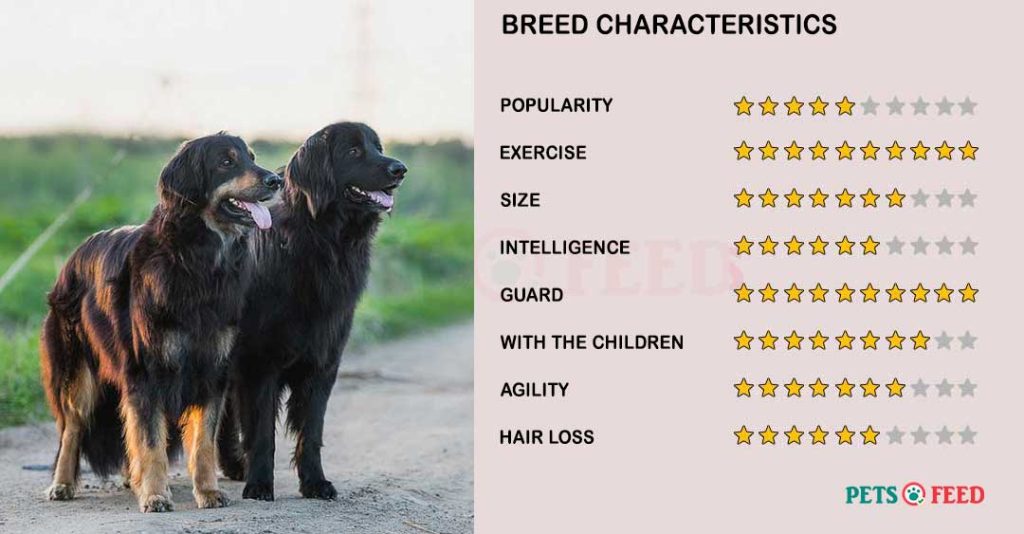 Dog-characteristics-Hovawart