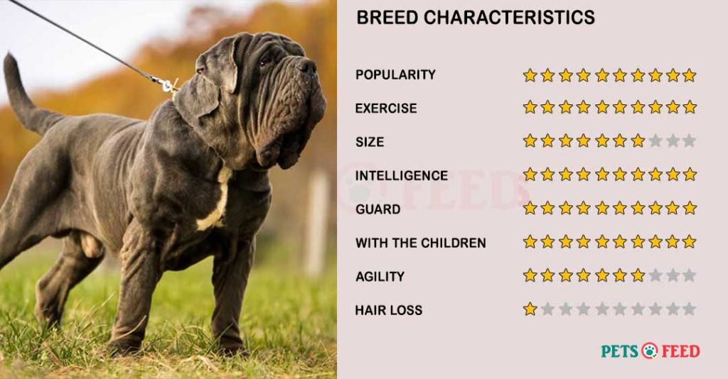 Dog-characteristics-Neapolitan-Mastiff