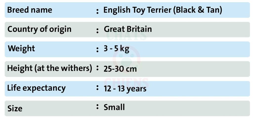 Dog sheet English Toy Terrier (Black-&-Tan)