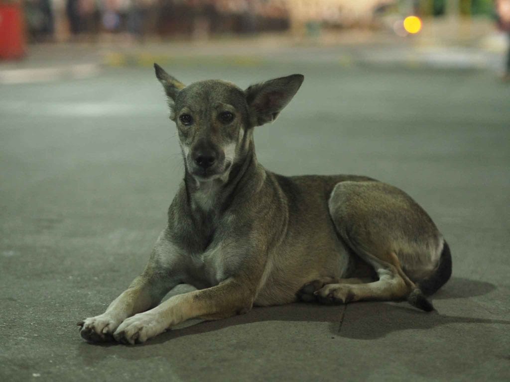Danilo Reyeg Mall Security Guard Help Stray Dogs
