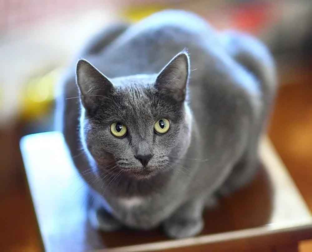 Korat The Cat of Happiness | Information & Cat Breed Facts