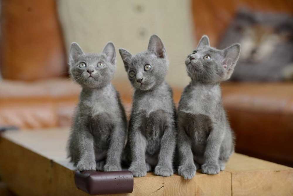 Korat kittens