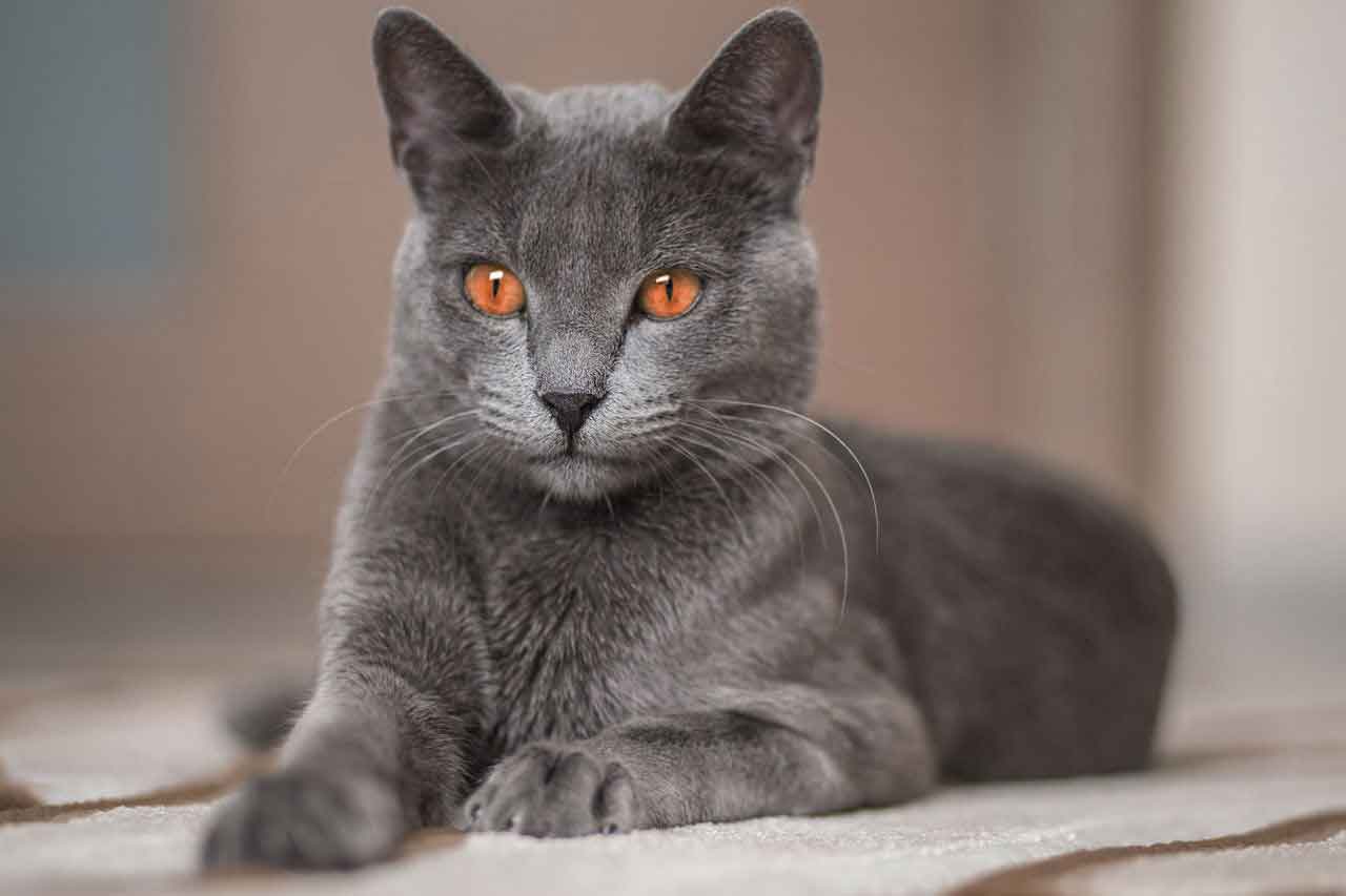 Korat The Cat Of Happiness Information Cat Breed Facts
