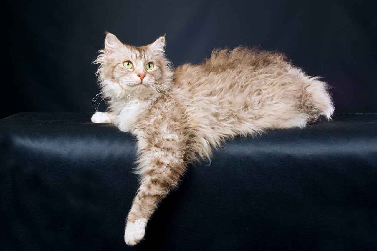 Laperm | Information & Cat Breed Facts | Pets Feed