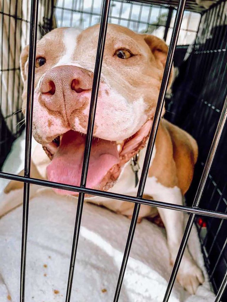 Rescued pitbull dog
