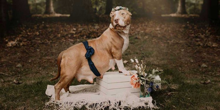 Sweet rescue dog shines in her own maternity photoshoot