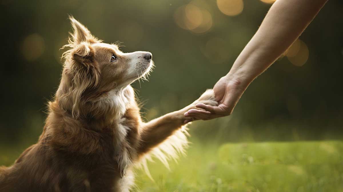 dogs can recognize bad person science