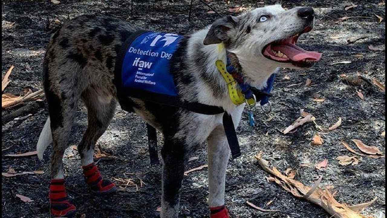 Bear, le chien héros qui sauve des koalas des feux de forêt en Australie