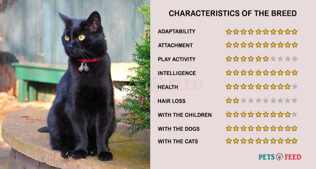 Cats-characteristics-Bombay