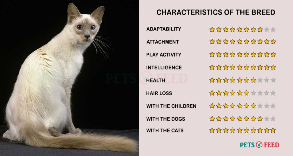 Cats-characteristics-Javanese