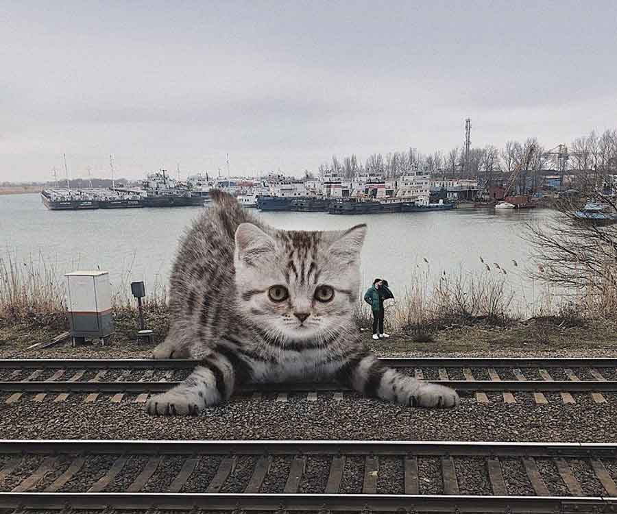 Giant cats russian artist Andrey Scherbak