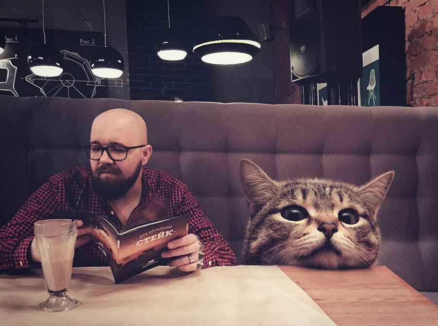 Giant cats russian artist Andrey Scherbak