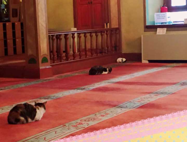 Imam Istanbul turkey opens mosque stray cats