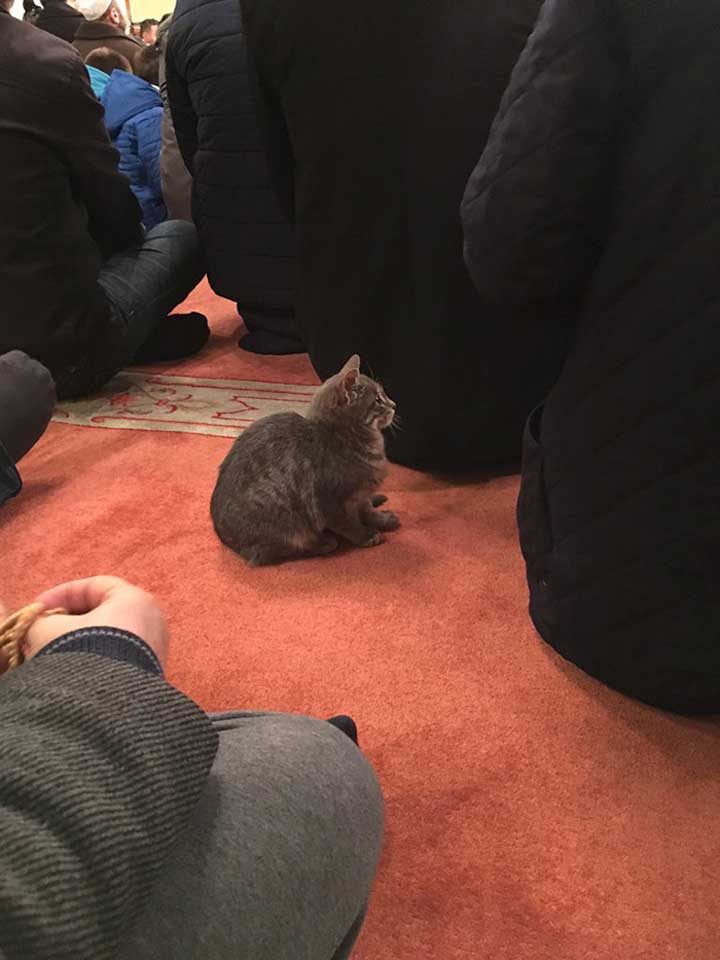 Imam Istanbul turkey opens mosque stray cats