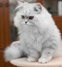 Persianbest cat breeds kids