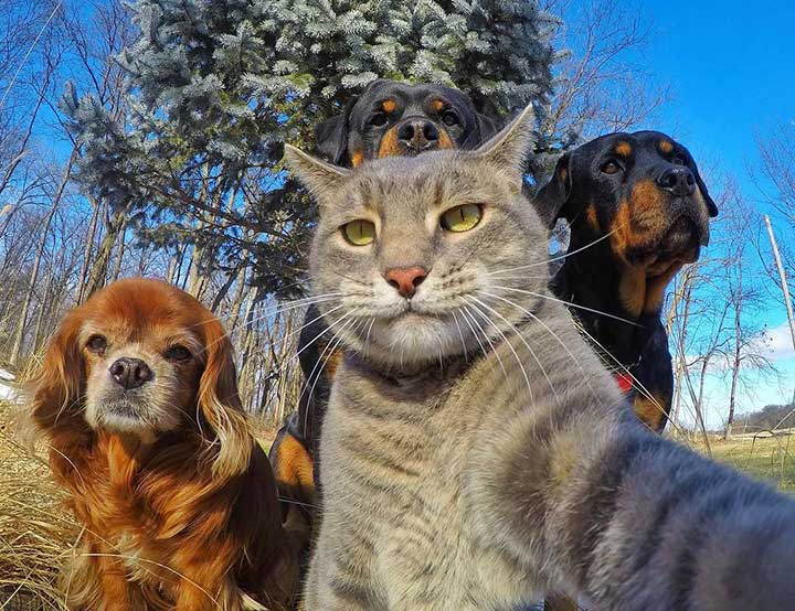 Pets Selfies