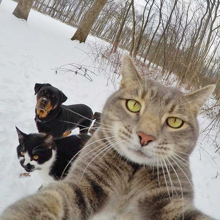 Pets Selfies