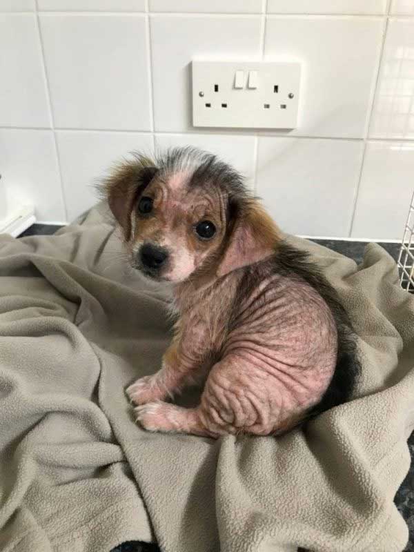 Puppy Terra hairless saved beautiful fur
