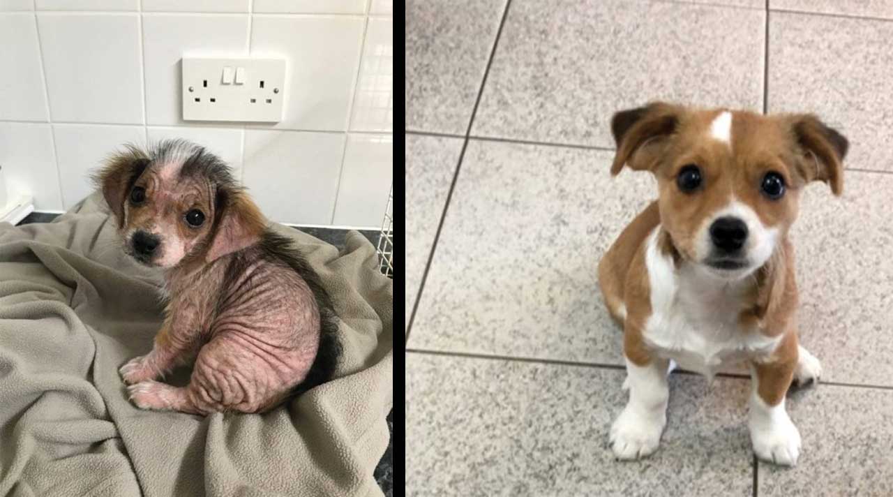 Puppy Terra hairless saved beautiful fur