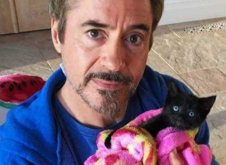 Celebrities Cats Robert Downey Jr kitten