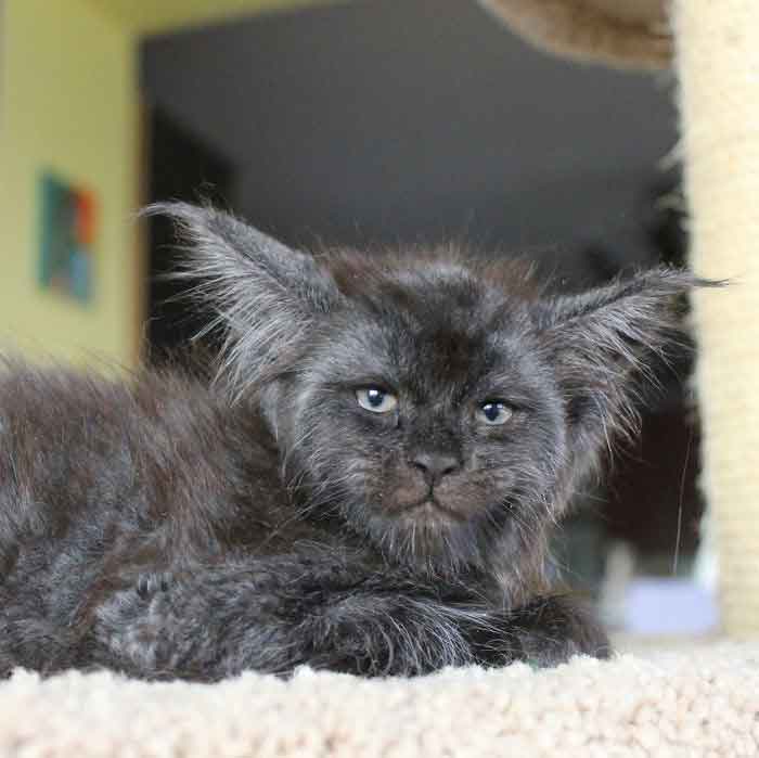 Valkyrie Maine Coon cat Human Like Face