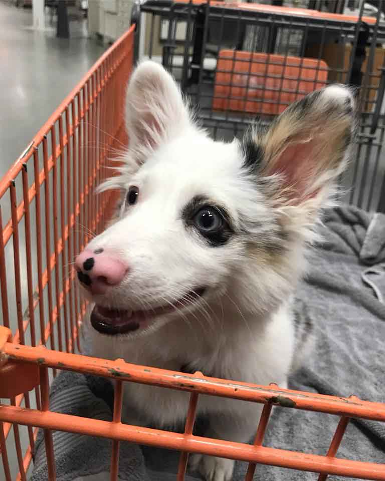 Zira corgi dog is excited for shopping
